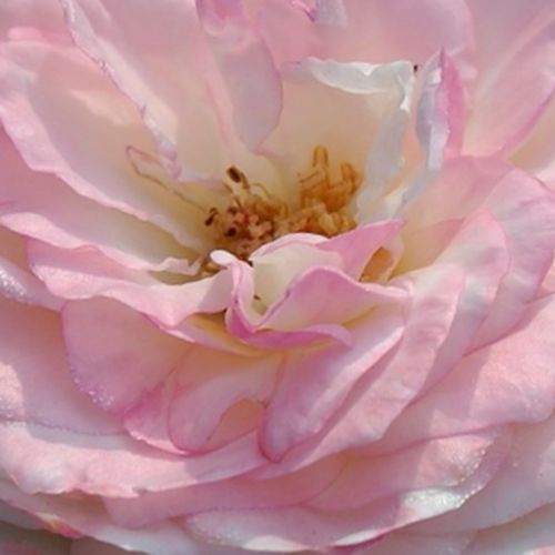 Online rózsa vásárlás - Fehér - nosztalgia rózsa - diszkrét illatú rózsa - Rosa Eliane Gillet™ - Dominique Massad - Pirossal keretezett krémfehér szirmai valamint rozettás virágformája romantikus jelleget kölcsönöznek a fajtának.